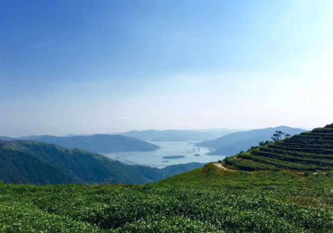 十年来，为何这些茶牢牢占据着我们话语