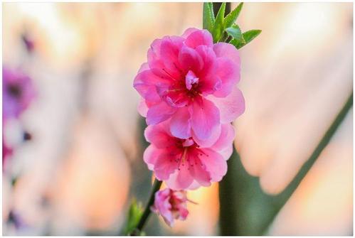 烂桃花的婚姻怎么解决,男方遇到烂桃花如何破解