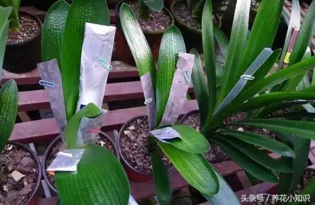 君子兰的叶片长歪了怎么办,君子兰叶片长歪如何矫正