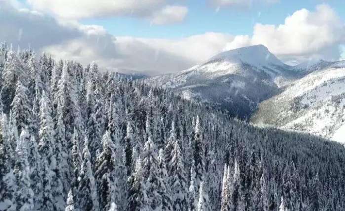 白桦茸的食用方法图解,白桦茸的正确食用方法