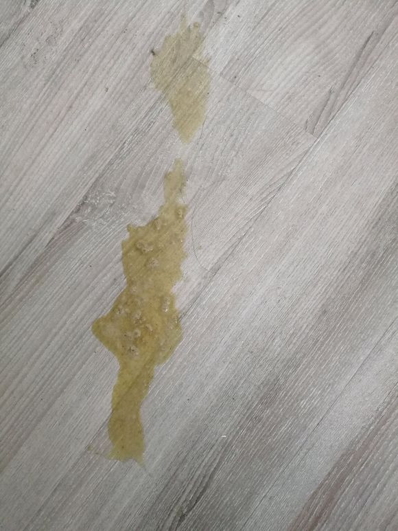 猫咪呕吐不进食需要去打针输液吗,猫咪呕吐了应该用什么方法治疗