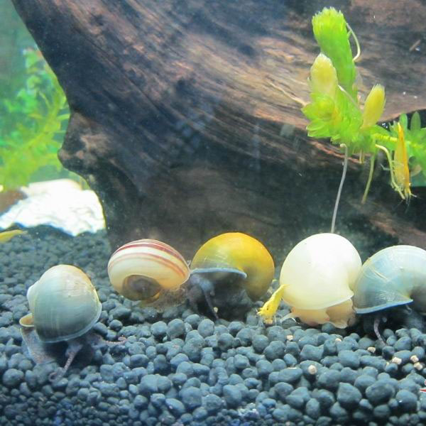 草缸螺类,草缸螺类大全图解