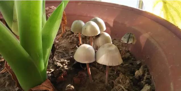 秋季雨水多露养多肉注意什么,秋天下雨多肉怎么办