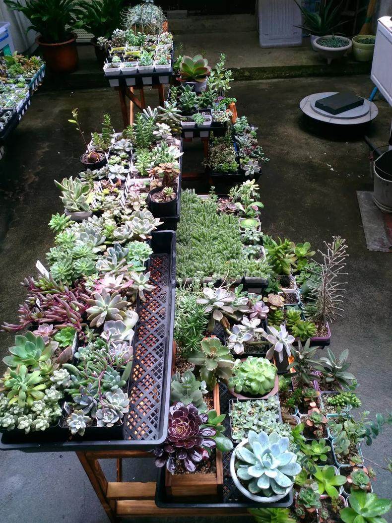 秋季雨水多露养多肉注意什么,秋天下雨多肉怎么办