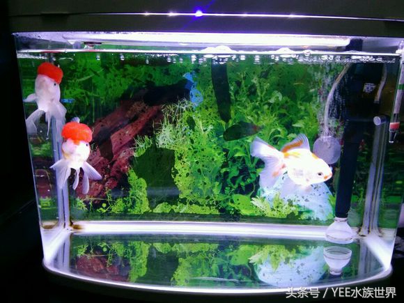如何打造空气鱼缸,清道夫能打造空气鱼缸吗