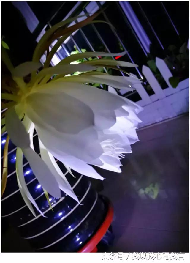 昙花之美,关于昙花的美