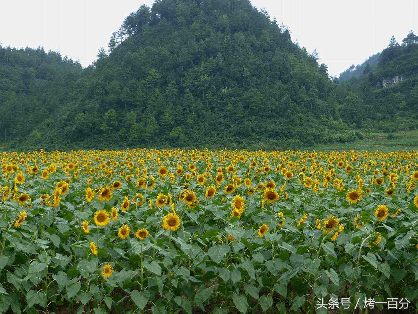 重庆旅游景点推荐排行榜,重庆旅游景点推荐学生