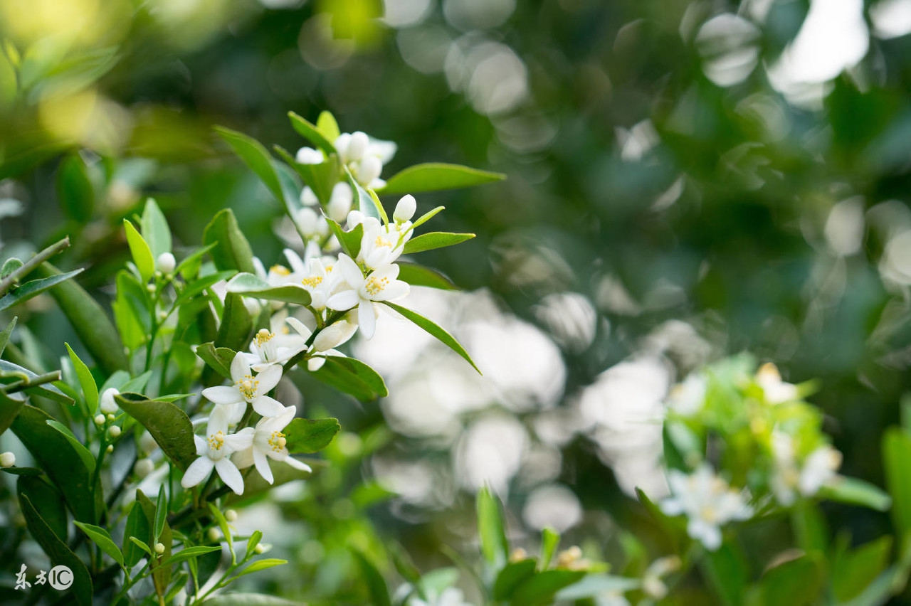 多年柑橘树不开花的原因,柑橘树只开花不结果什么原因