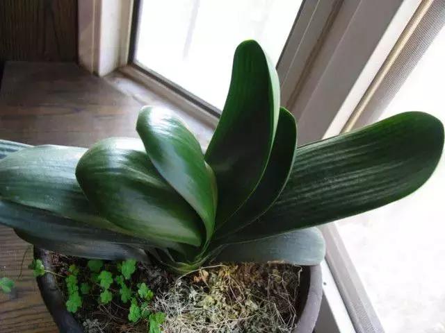 月季的盆土怎样判断干湿,盆土干湿