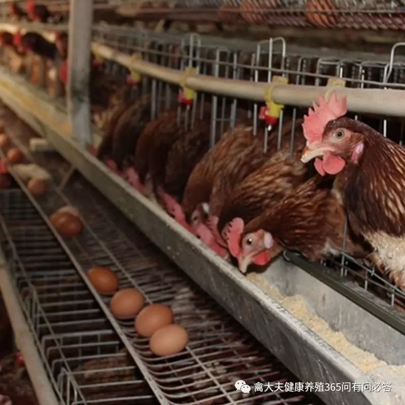 高产蛋鹅都吃什么,高产蛋鸭