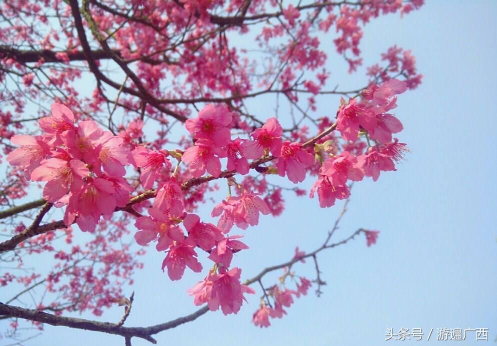 南宁三塘免费景点,南宁十大免费旅游景点