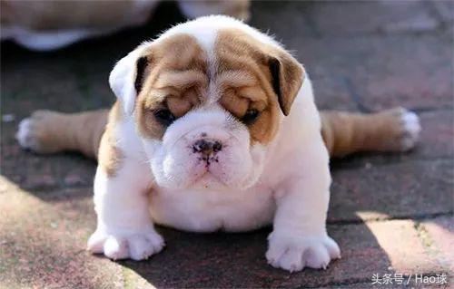 快看！“一字马”玩爆国内国际