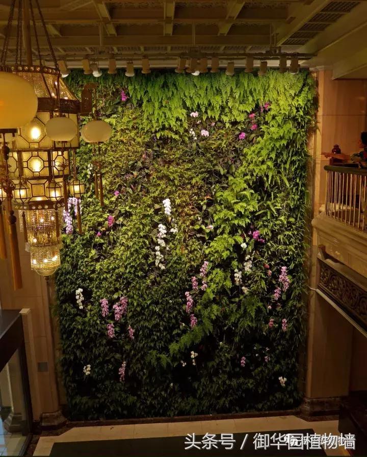 植物大战僵尸之父是中国人,植物墙创始人