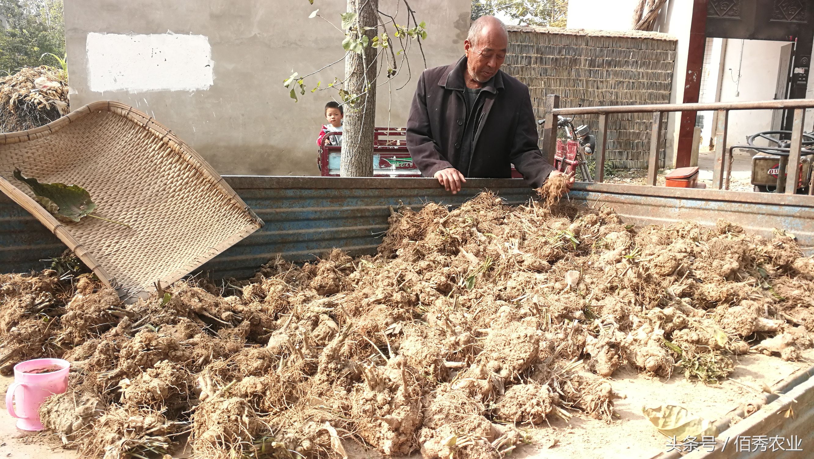 农村创业种植什么药材赚钱,一亩地能挣五万块的药材