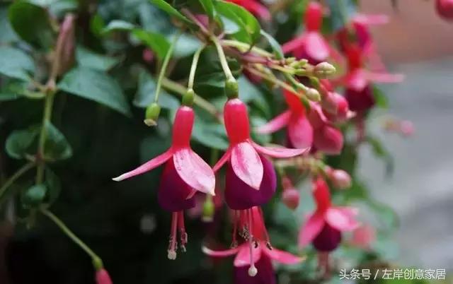 100种室内植物大全,户外小景观植物大全