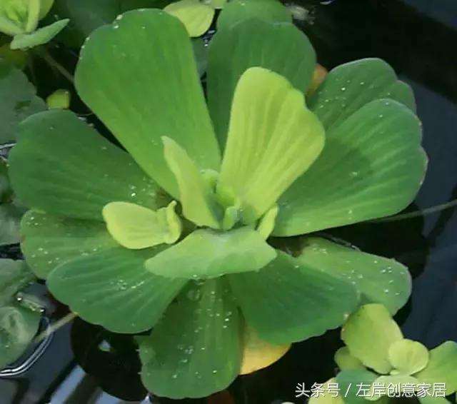 100种室内植物大全,户外小景观植物大全