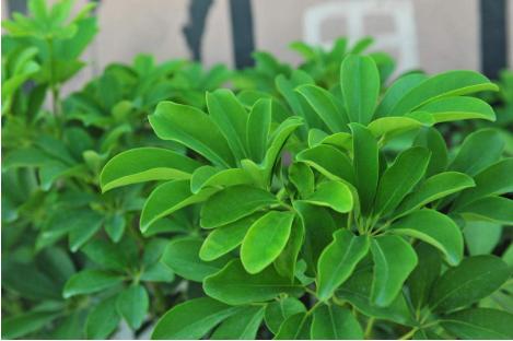 什么花好养又吸收尼古丁,屋里养什么绿植吸收尼古丁和尘土