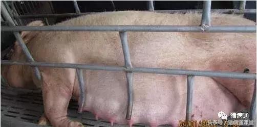 母猪超了预产期对仔猪有影响,母猪刚生完就死了仔猪怎么办