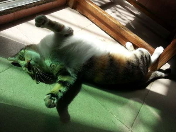 深圳有十几栋房子的90后女房东,90后女孩深圳租房