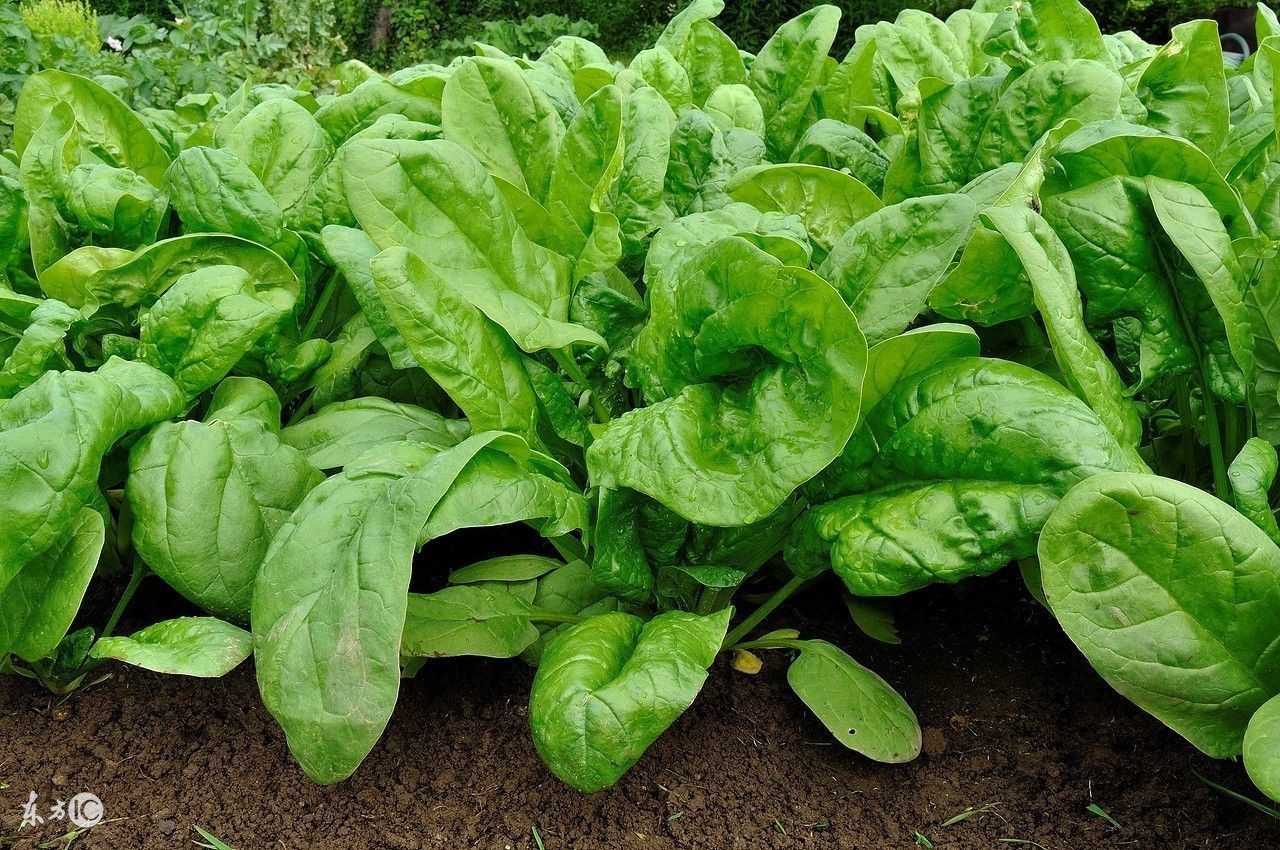 哪些原因引起烂嘴角,烂嘴角快速消除小妙招