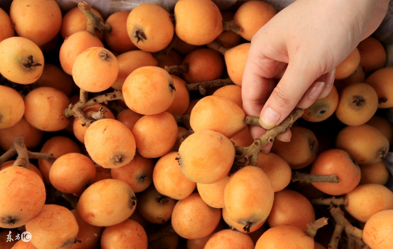 什么水果去火化痰止咳,止咳化痰的水果做法