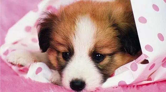 你是如何对待狗的,如果你打你家自己的狗会怎么样