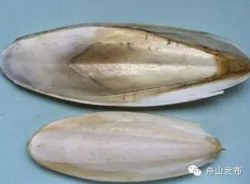 一张图鱿鱼章鱼八爪鱼墨鱼的区别,章鱼鱿鱼墨鱼小知识