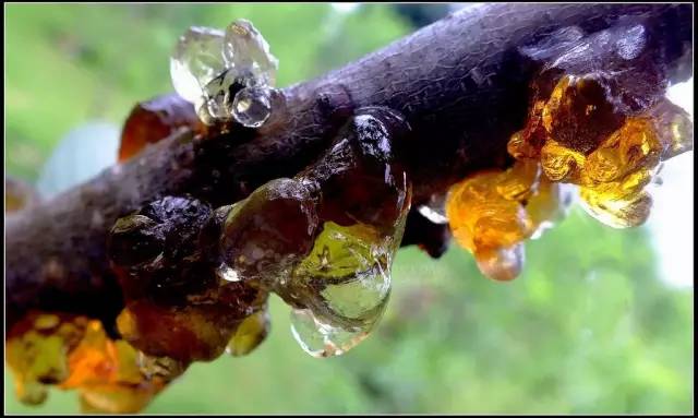 开春挖野菜教你轻松识别18种野菜,您知道春季最养肝护肝的野菜吗