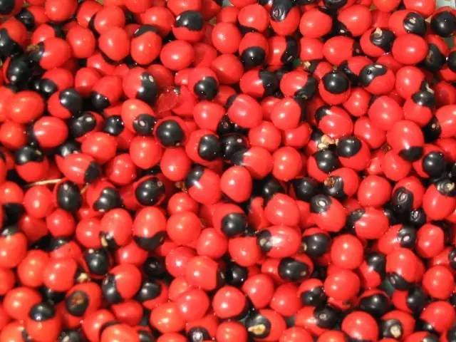 广西野生有毒水果,广西有毒的东西