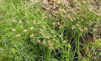 开春挖野菜教你轻松识别18种野菜,您知道春季最养肝护肝的野菜吗