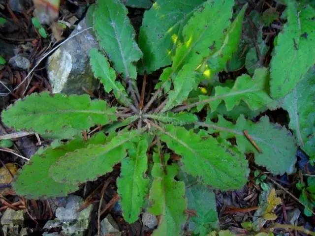 开春挖野菜教你轻松识别18种野菜,您知道春季最养肝护肝的野菜吗
