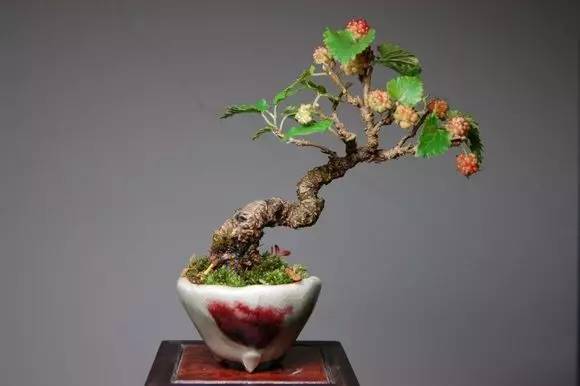 拇指盆栽欣赏,拇指小盆栽