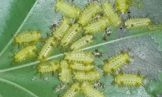 农村叫洋辣子是什么害虫,农村的洋辣子用什么药杀