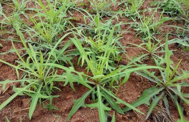 农村种植这10种树最能赚钱,农村种植什么最赚钱又不愁销路