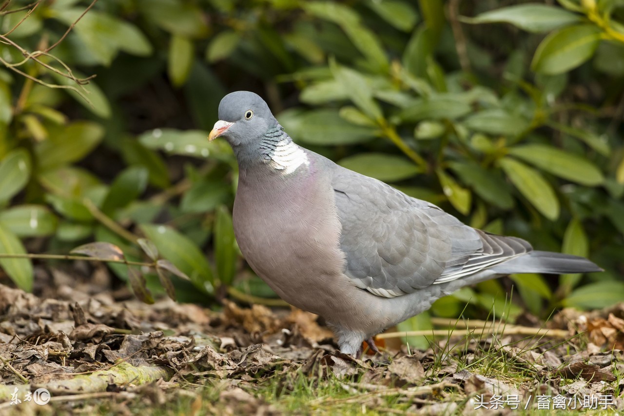 高手讲解鸽子经常拉水便的八大原因
