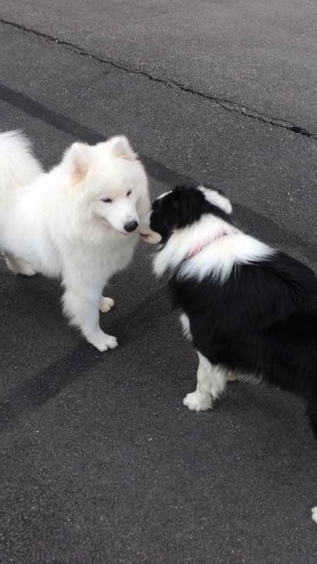 萨摩耶能斗得过狼吗,大型萨摩耶打架有多厉害