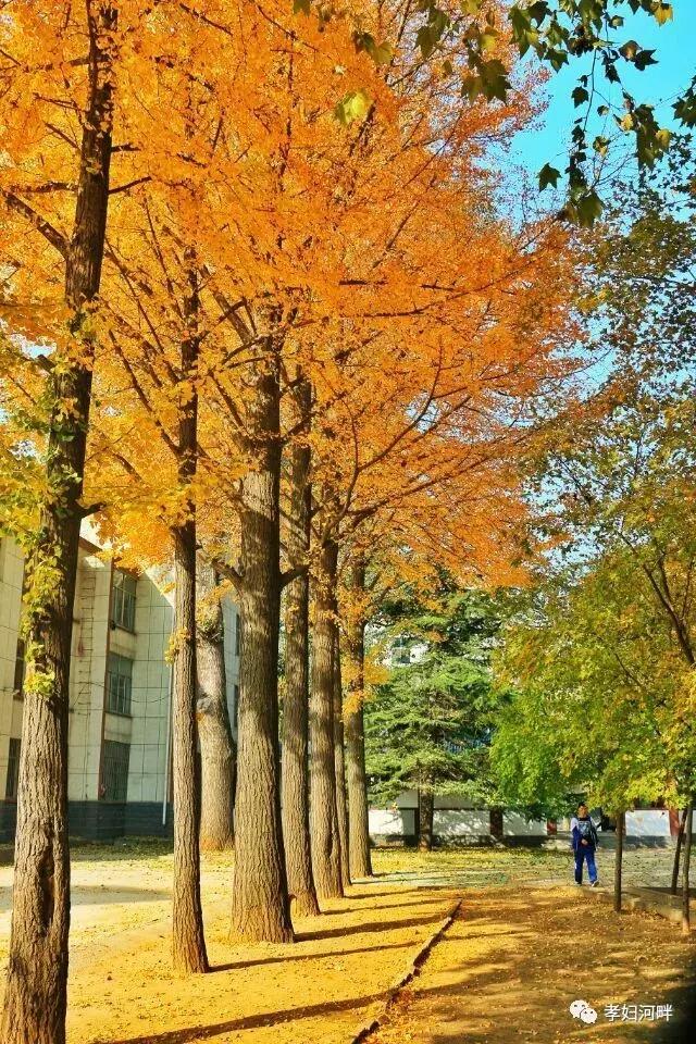 博山区银杏树,博山源泉淄博二中
