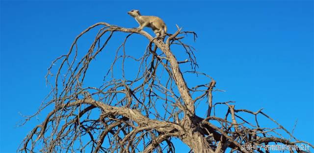 这34个间谍，每天只干一件事：*窥偷**！还拍成电影全球上映？