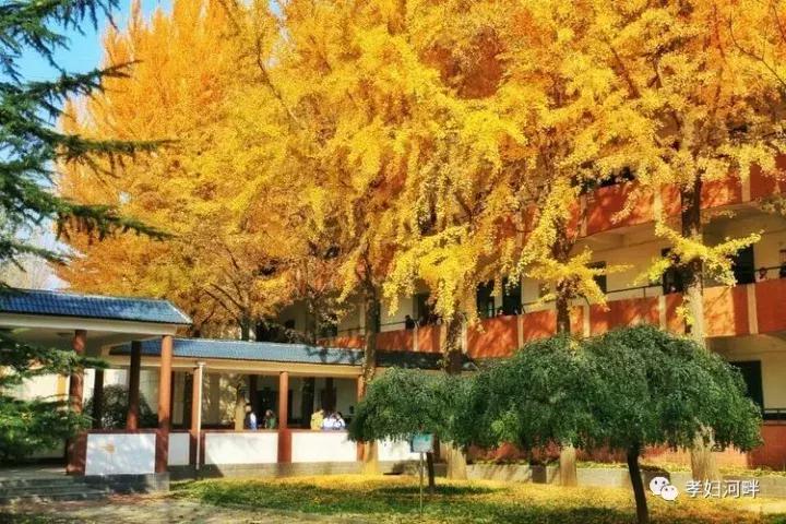 博山区银杏树,博山源泉淄博二中