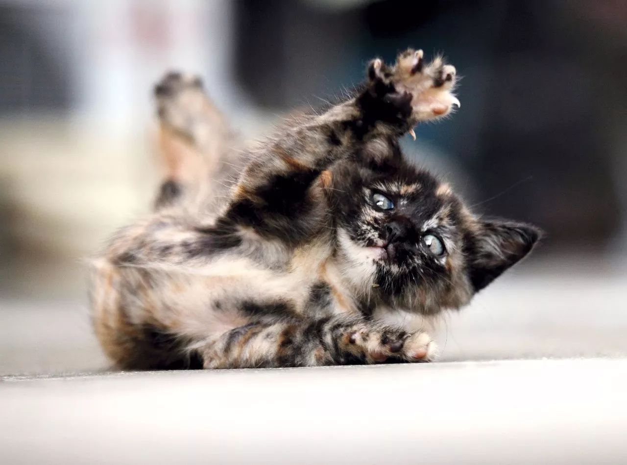 玳瑁猫最丑的猫,玳瑁猫长得好凶