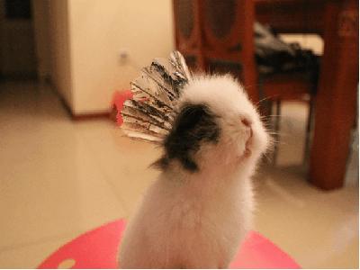 养一只兔子需要做什么,养只兔子做宠物