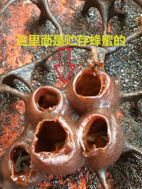 这“黑飞蚁”也叫蜜蜂，所有养蜂人都醉了