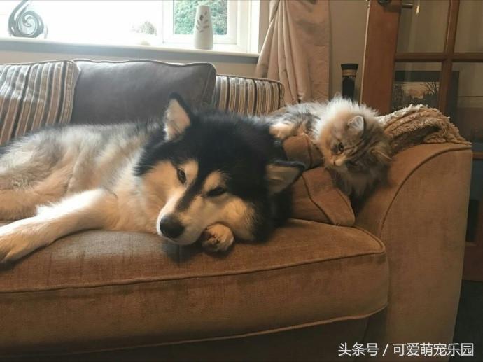 抱紧我你就不冷啦,暖心汪星人就是这么关心自己的主人!