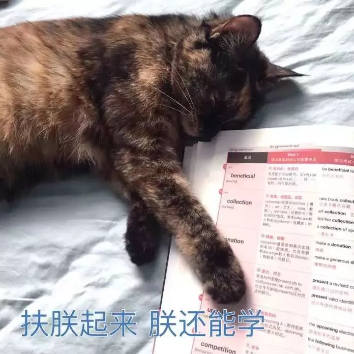 玳瑁猫最丑的猫,玳瑁猫长得好凶