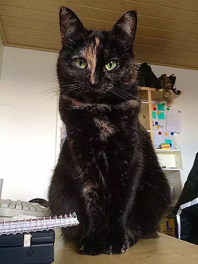 玳瑁猫最丑的猫,玳瑁猫长得好凶