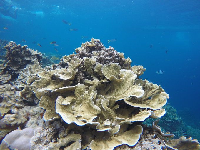 帕劳旅行全攻略,帕劳旅行攻略最佳方案