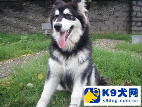 阿拉斯加雪橇犬几个问题,k9阿拉斯加