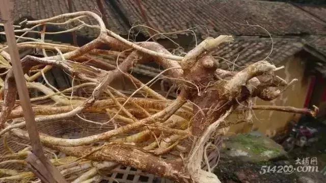 广东土人参煲汤,韶关人参的做法和配方