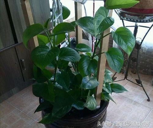 绿萝怎么养才能更旺盛可以浇啤酒,绿萝爆盆要放什么药片