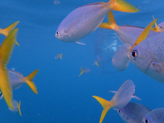 帕劳旅行全攻略,帕劳旅行攻略最佳方案